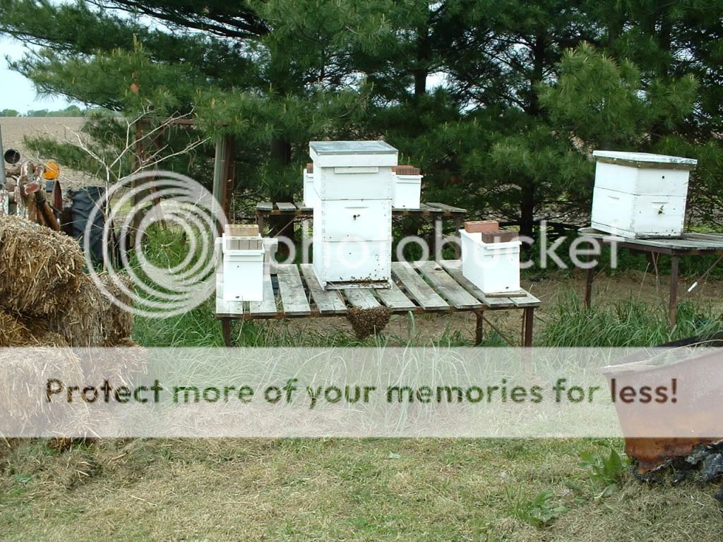 Easiest swarm I ever hived - Beekeeping