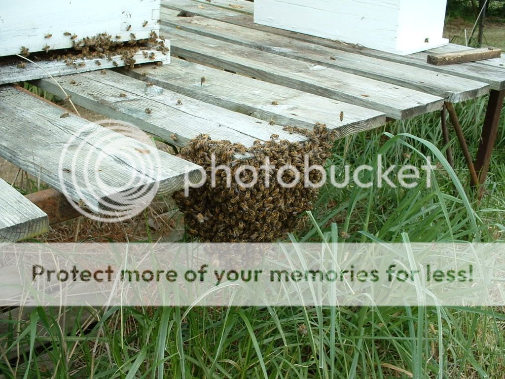 Easiest swarm I ever hived - Beekeeping