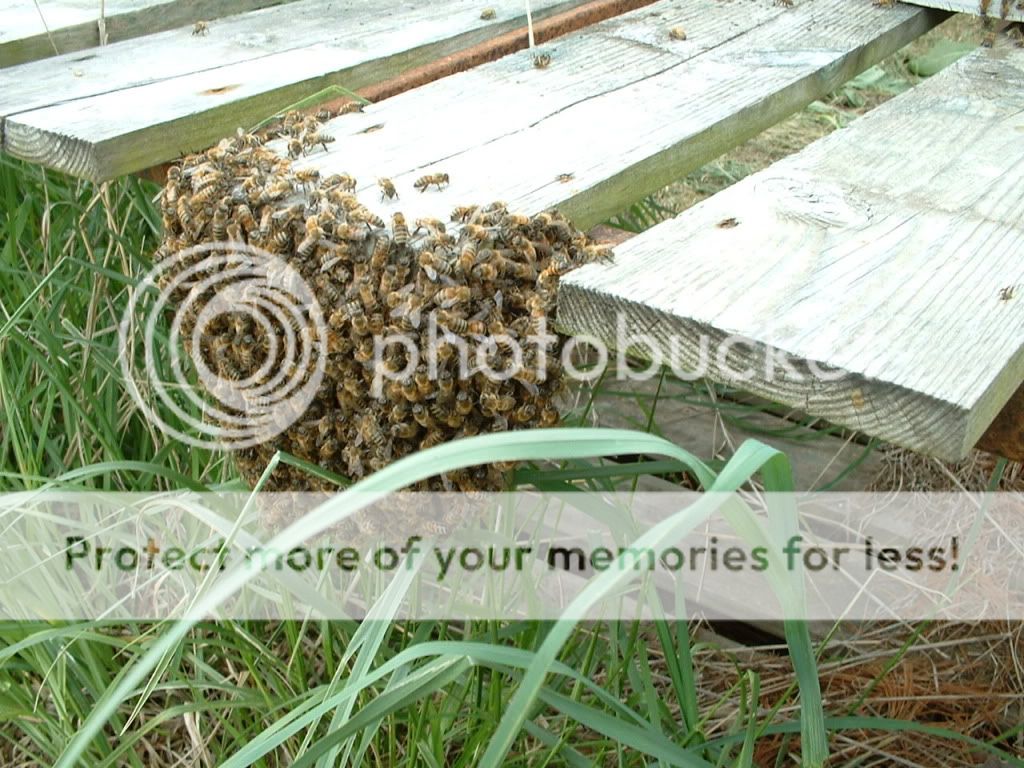 Easiest swarm I ever hived - Beekeeping