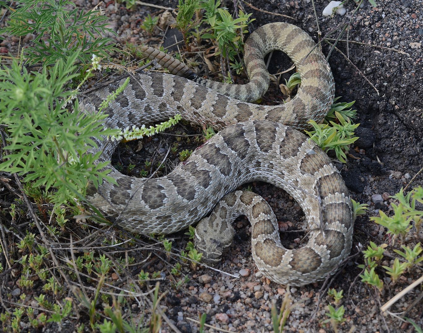 Prairie Rattlesnake; West Nebraska; 08/03/11 Photo by frakerpovc Photobucket