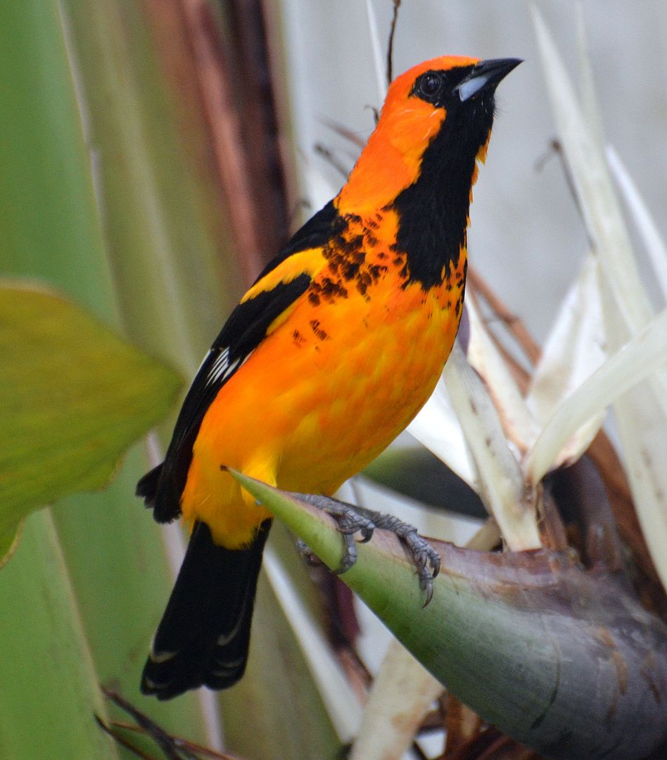 spot breasted oriole u of miami fl 01 04 14 photo by spot breasted oriole u of miami fl 01 04 14 photo by