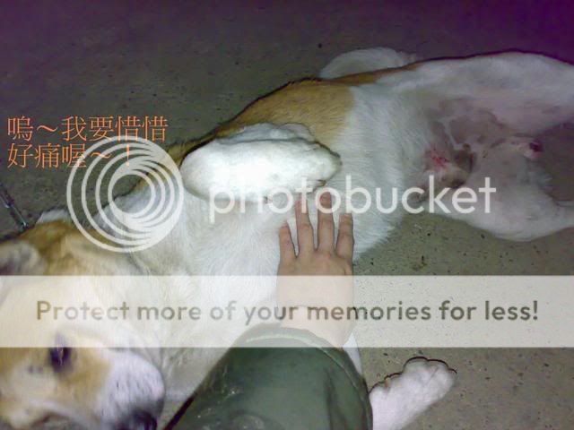 关注: 帮帮耳朵血肿手术的大流氓医疗