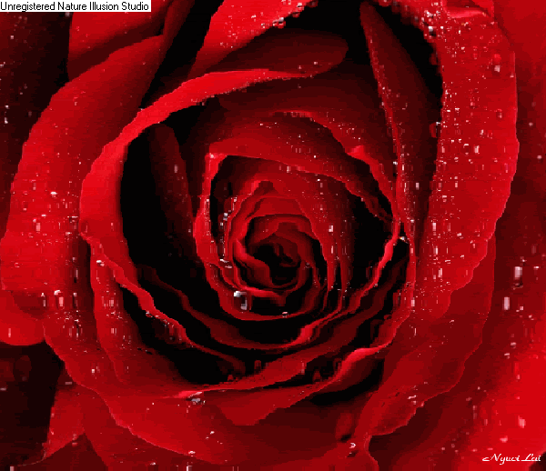 rose.gif